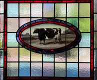 The Cow